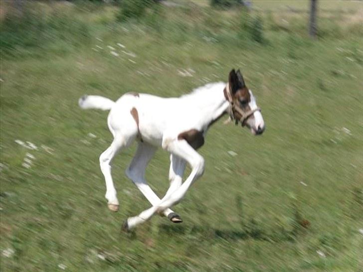 Pinto Amazing Fighter NyholmRIP - fin galop:) billede 15