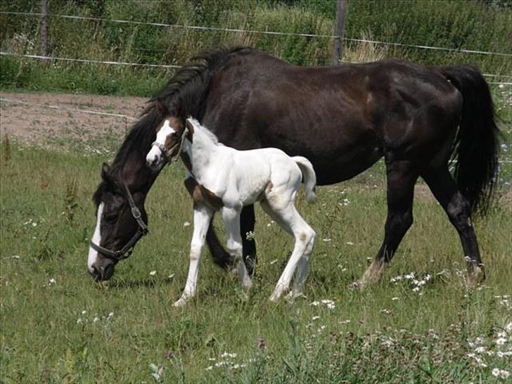 Pinto Amazing Fighter NyholmRIP - mor og datter billede 16