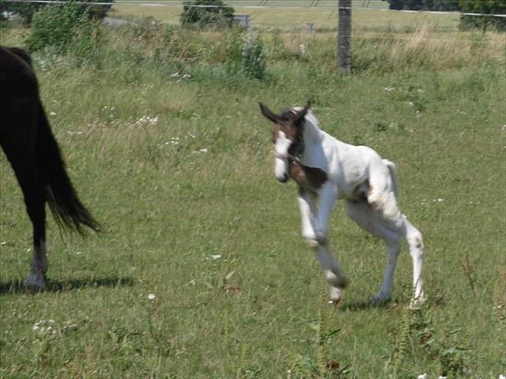 Pinto Amazing Fighter NyholmRIP - Hopsa:) billede 17