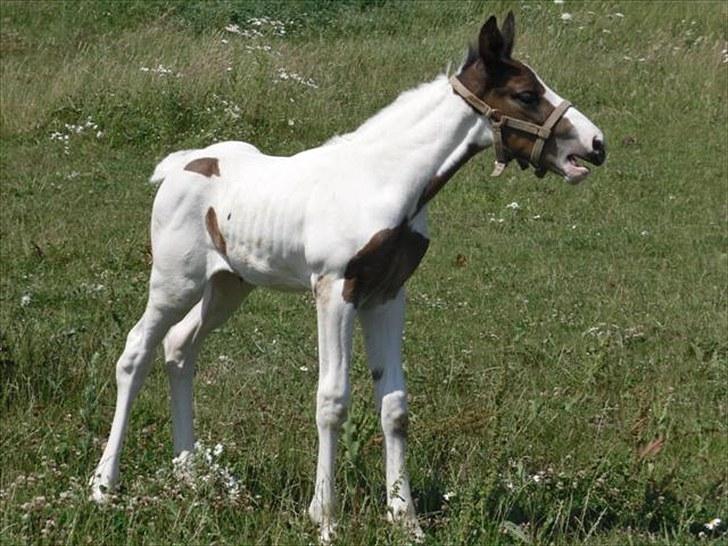 Pinto Amazing Fighter NyholmRIP - gab jeg keder mig:) billede 18