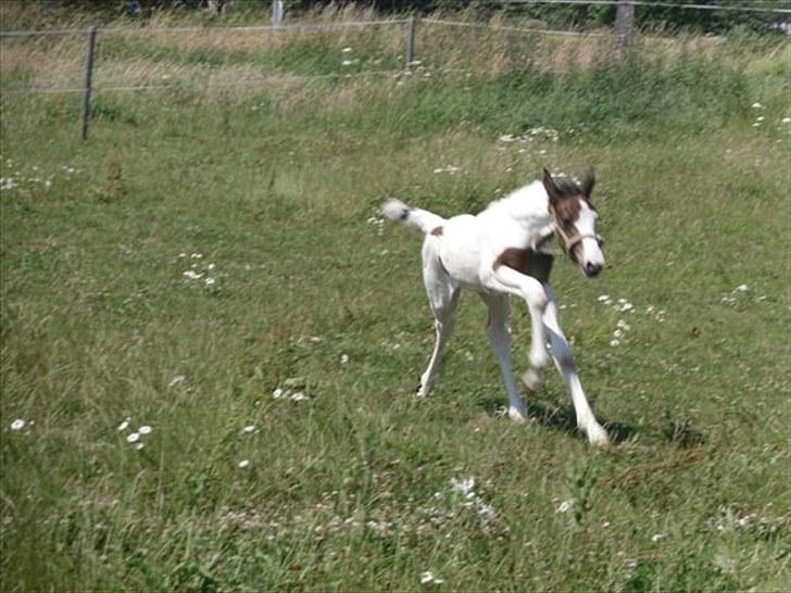 Pinto Amazing Fighter NyholmRIP - fuld speed:) billede 19