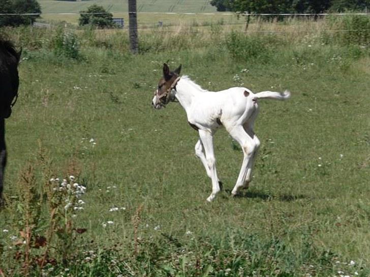 Pinto Amazing Fighter NyholmRIP - når enden er god er alting godt:) billede 20