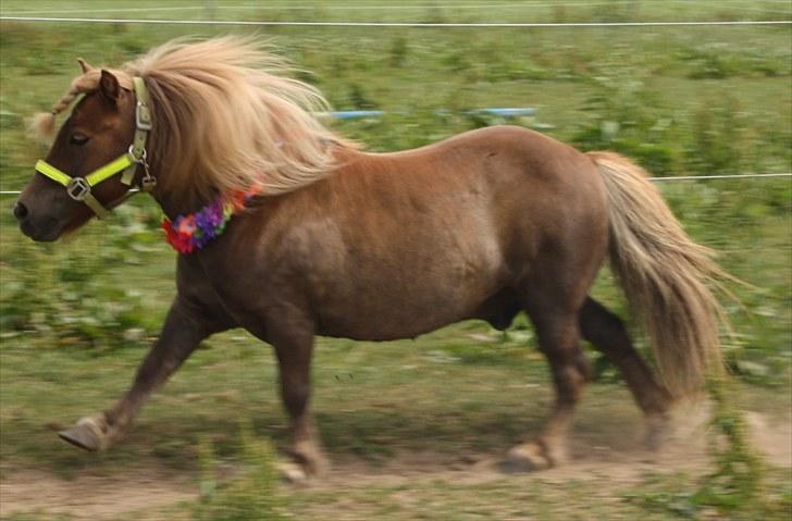 Shetlænder Charlottenlunds Olfert billede 17