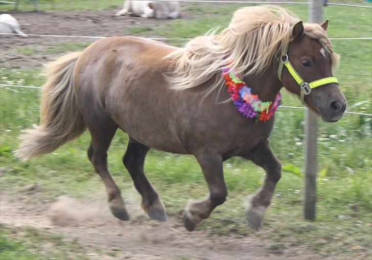 Shetlænder Charlottenlunds Olfert billede 20