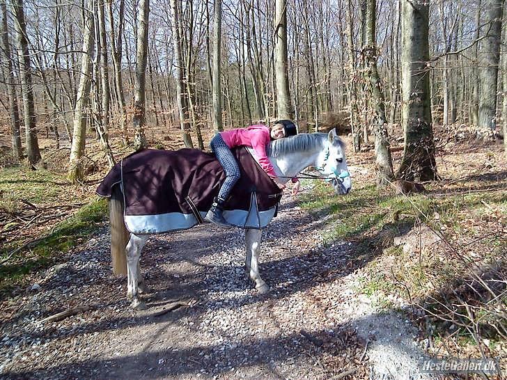 Welsh Partbred (Sec F) Lyngvejens Kenzo - Elsker Kenzo overalt på jorden<3..;D                                               Tak fordi i kiggede med læg gerne en kommentar og en bedømmelse billede 18