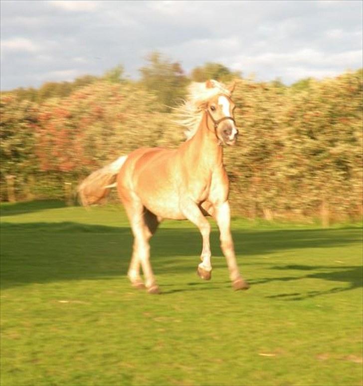 Haflinger Nyegaards Nascha EHA 573. - Naschas første dag hos mig, d. 20.Juli 2008.
Nascha er født i Februar 2005. billede 1