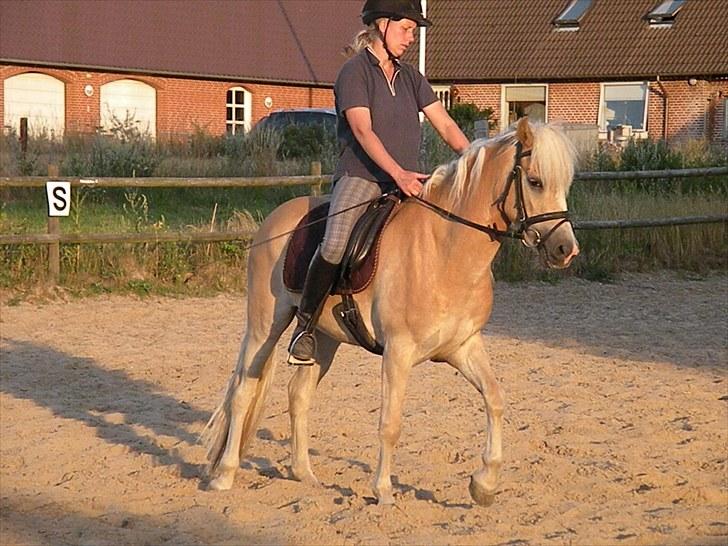 Haflinger Nyegaards Nascha EHA 573. - Nascha i tilridning hos Annette ´Stald Kiel´. billede 3