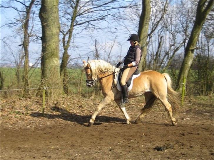 Haflinger Nyegaards Nascha EHA 573. - Nascha 4 år - Marts 2009. Undervisning hos Hanne. billede 4