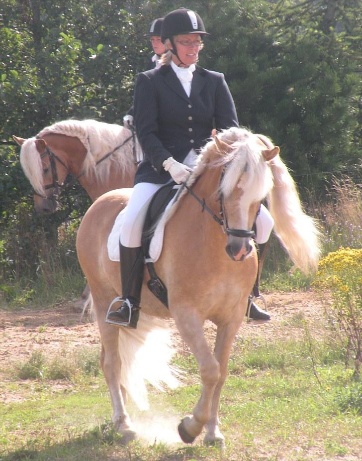 Haflinger Nyegaards Nascha EHA 573. - Lidt nervøs på opvarmningsbanen på Stutteri Nordan August 2009.Men pyh, vi klarede det og blev kval. til EM i Italien til Oktober :o) billede 5