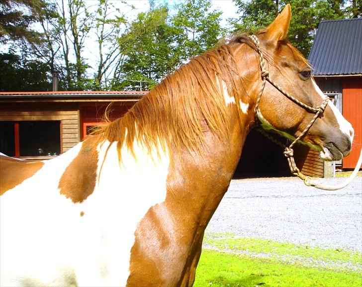 Anden særlig race Montana - Solstrålen :) billede 1