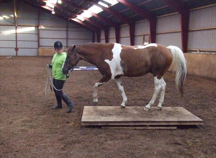 Anden særlig race Montana - Ridelejr 11-16/07-10 | Montana på vippen, efter en del forsøg | Foto: MH billede 2