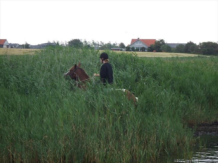 Anden særlig race Montana - Ridelejr 11-16/07-10 | Da turen gik til fjorden kom vi lige en smule på afveje :b | Foto: Maiken billede 3