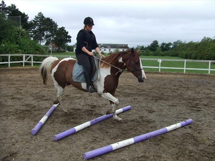 Anden særlig race Montana - Ridelejr 11-16/07-10 | Bomtræning | Foto: MH billede 4