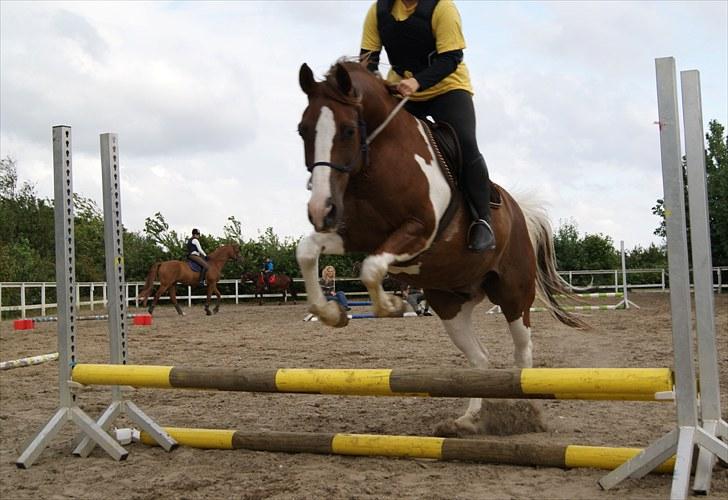 Anden særlig race Montana - Ridelejr 11-16/07-10 | En af de første gange vi springer. Første gang jeg springer oxer :D | Foto: MH billede 5