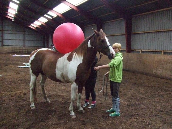 Anden særlig race Montana - Ridelejr 11-16/07-10 | Efter lidt tid kunne bolden også få lov at trille rundt på ryggen | Foto: MH billede 6