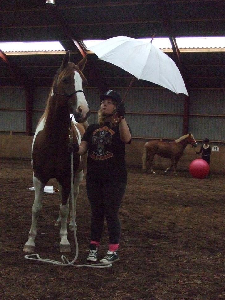 Anden særlig race Montana - Ridelejr 11-16/07-10 | List træning med paraply | Foto: MH billede 7