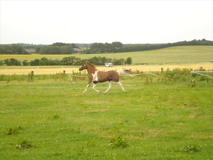 Anden særlig race Montana - 16/07-10 | Montana skal til at møde sine nye foldkammerater | Foto: mig billede 8