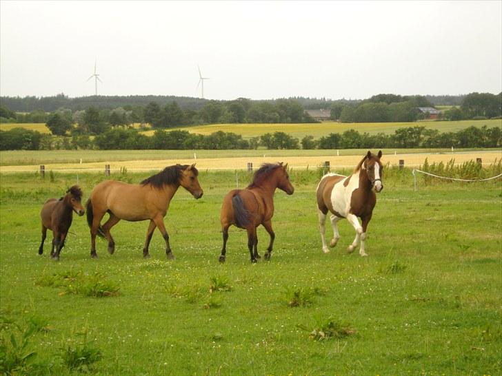Anden særlig race Montana - 16/07-10 | og der løbes :) | Foto: mig billede 9