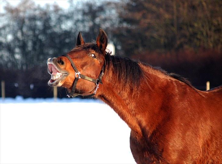 Anden særlig race MILLE - udf. frabedes! - Sødt lille vintersmil :D billede 9