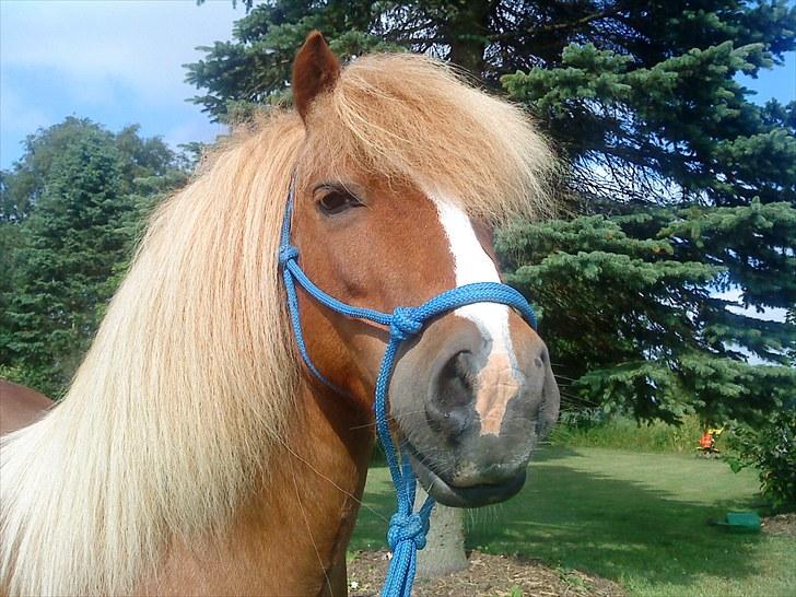 Shetlænder Speedy billede 19