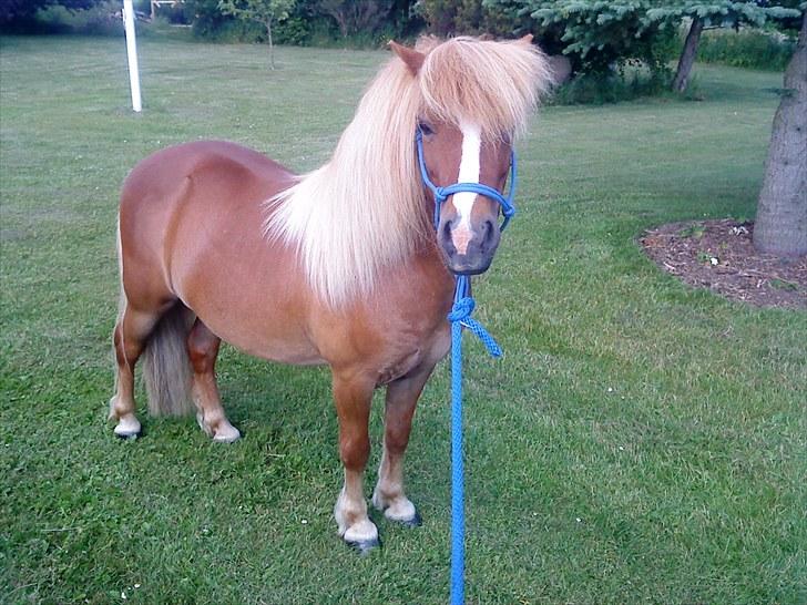 Shetlænder Speedy billede 20