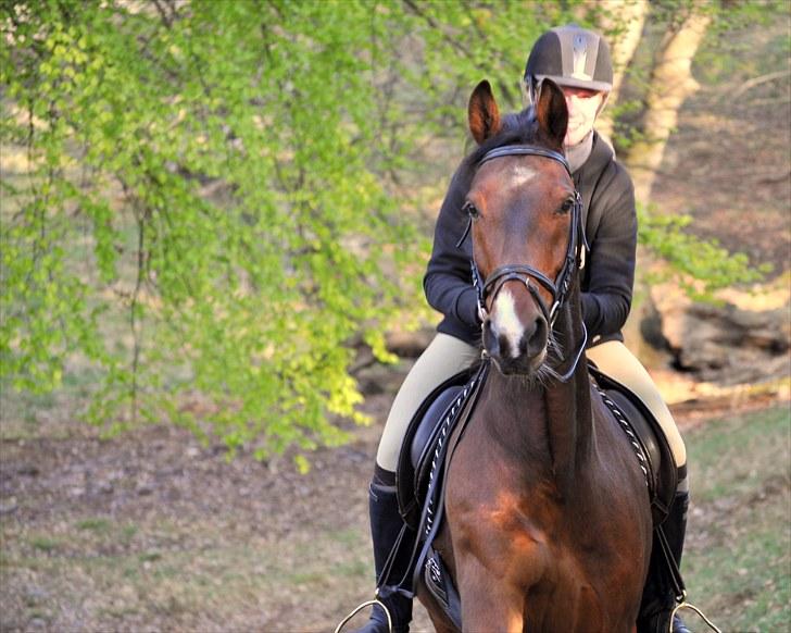 Anden særlig race Simba (Lille Løveunge) - En meget glad Simba i galop op af en bakke billede 17