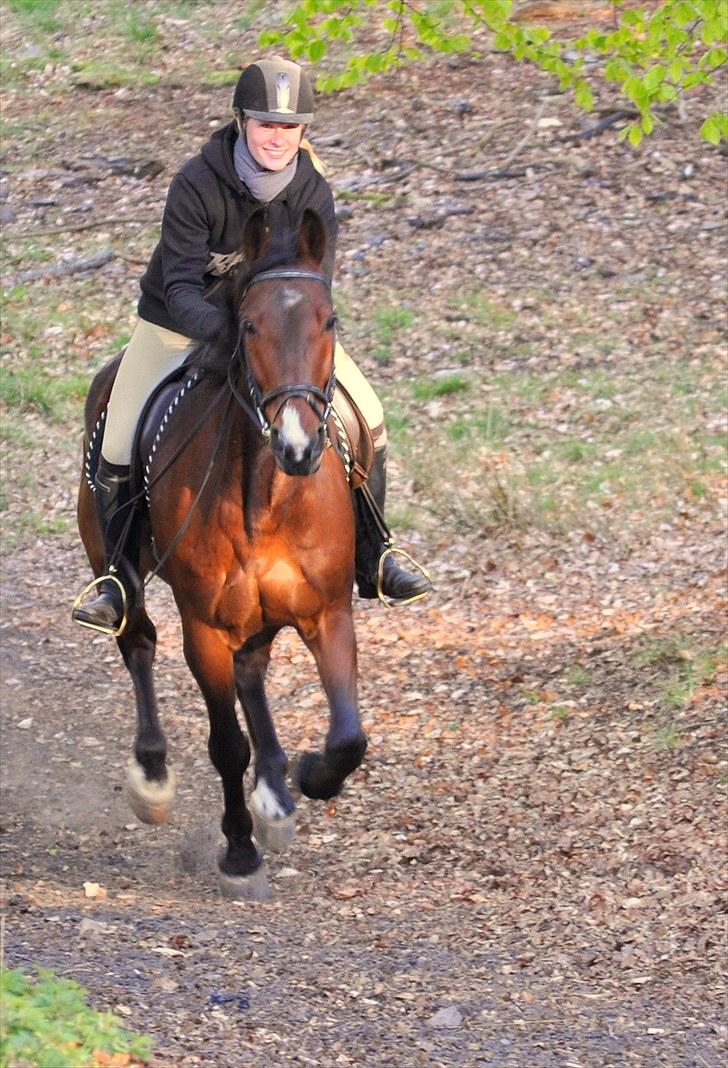 Anden særlig race Simba (Lille Løveunge) - En meget glad Simba i galop op af en bakke billede 18