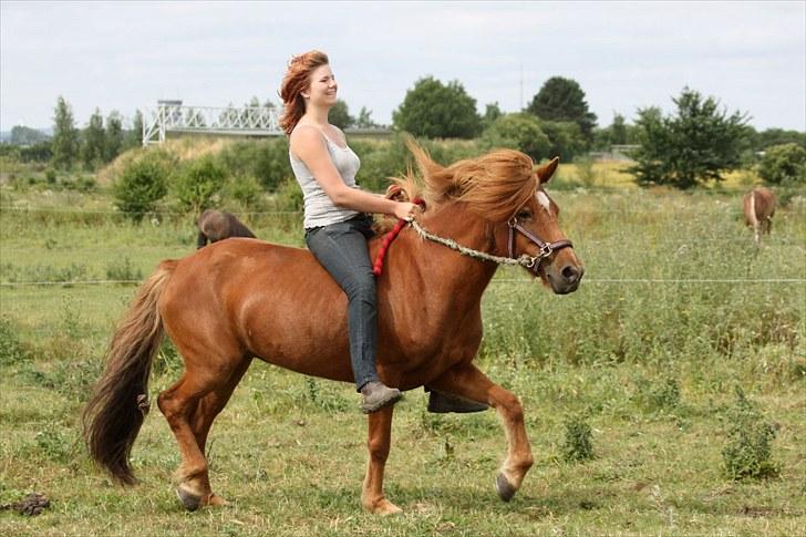 Islænder Bergdis Frá Króki - Her med tosset rytter på ryggen :P billede 14
