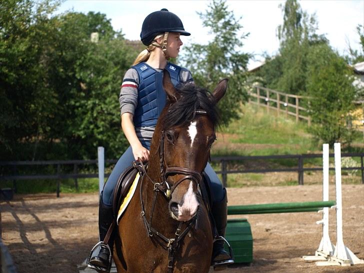 Anden særlig race Shacinti Fyrst (frede) billede 4