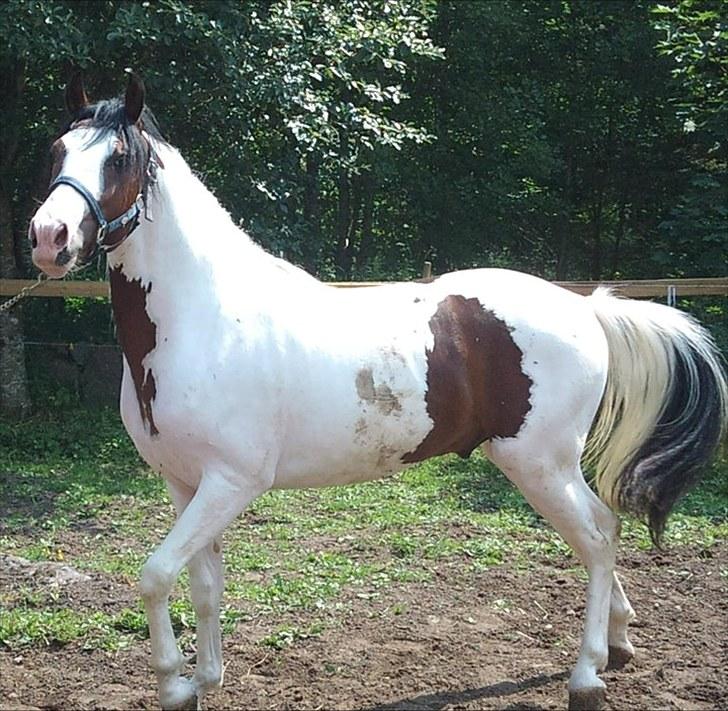 Amerikansk Paint Pony Mr Santos   billede 11