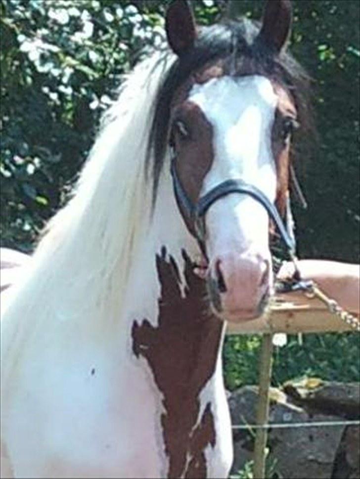 Amerikansk Paint Pony Mr Santos   billede 12