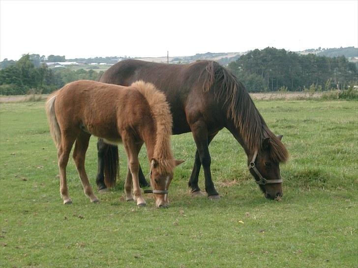 Islænder Fifla fra Elgårdsminde - Velkommen til fiflas profil. Fifla og sin mor komma sår samme ;D billede 1