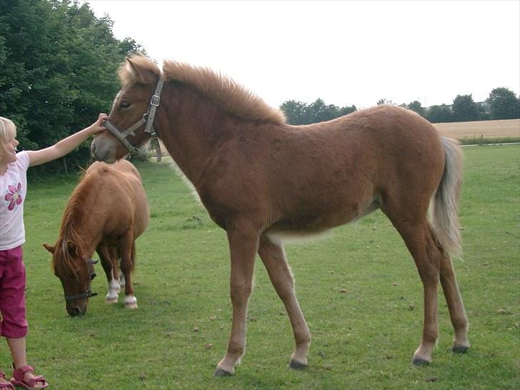 Islænder Fifla fra Elgårdsminde billede 2
