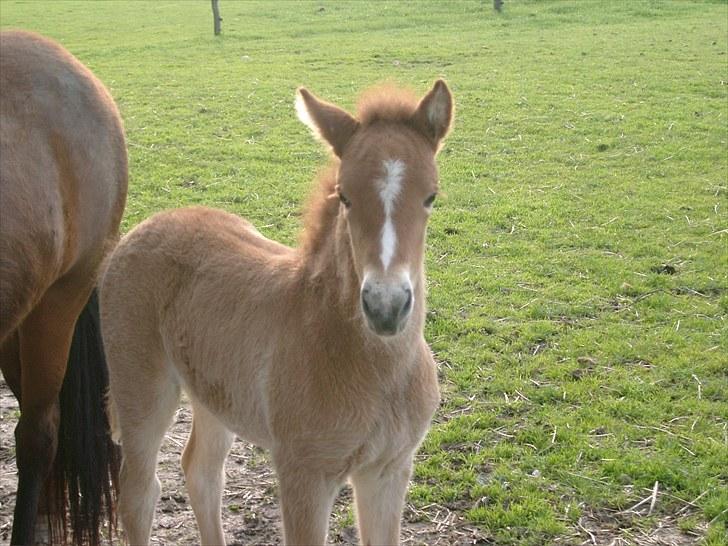Islænder Fifla fra Elgårdsminde - Fifla som føl billede 3
