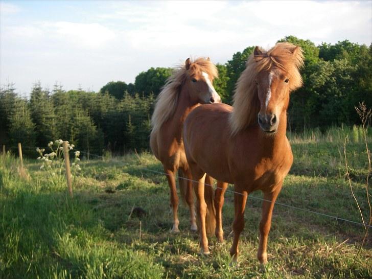 Islænder Fifla fra Elgårdsminde billede 4