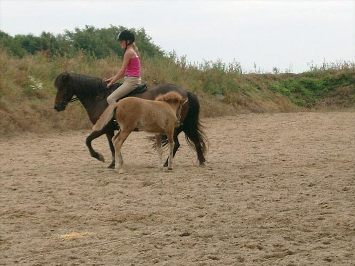 Islænder Fifla fra Elgårdsminde billede 5