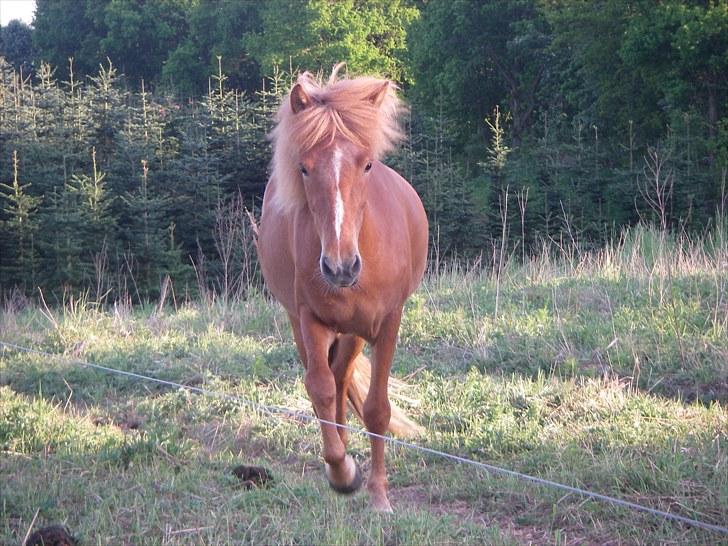 Islænder Fifla fra Elgårdsminde billede 6
