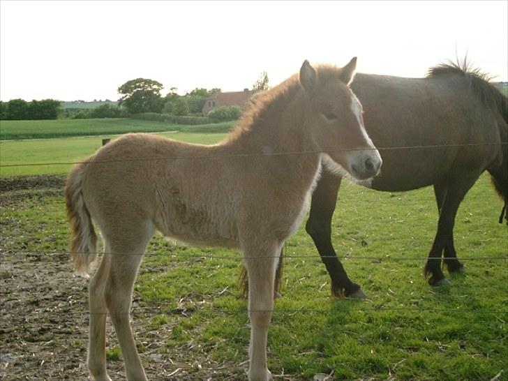 Islænder Fifla fra Elgårdsminde billede 7