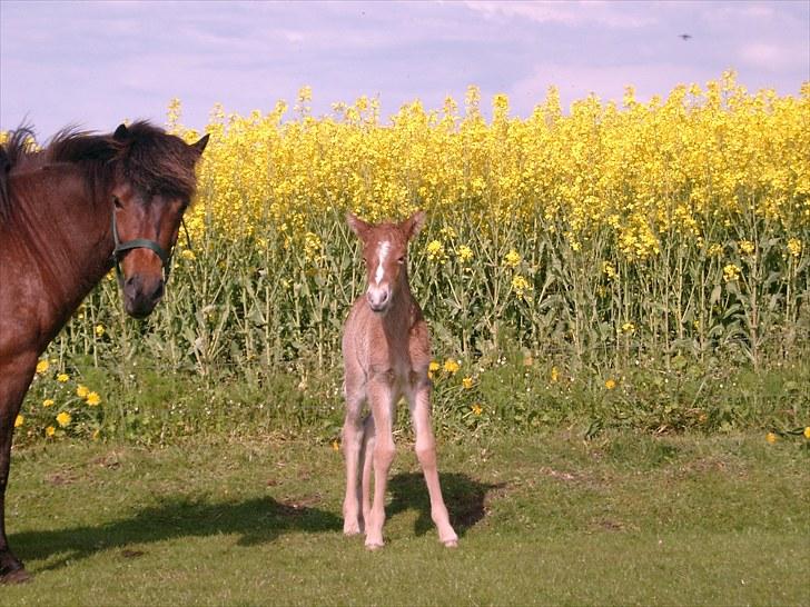 Islænder Fifla fra Elgårdsminde billede 8