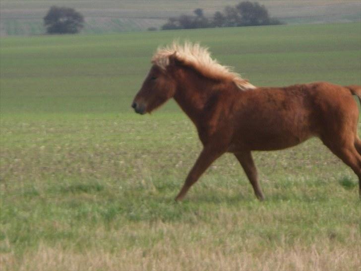 Islænder Fifla fra Elgårdsminde billede 9