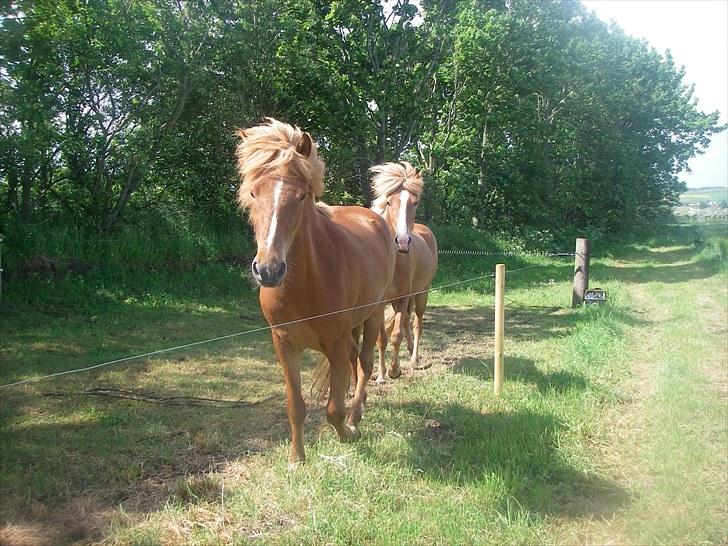 Islænder Fifla fra Elgårdsminde billede 11