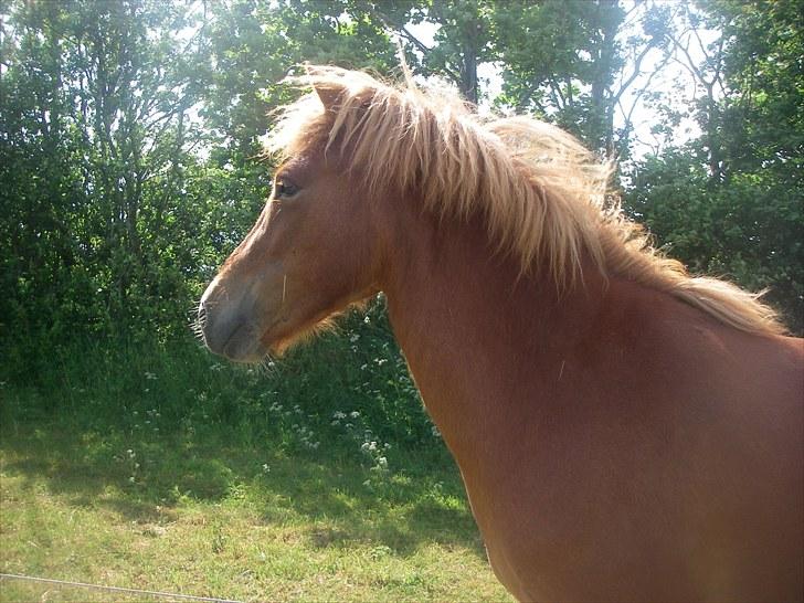 Islænder Fifla fra Elgårdsminde billede 12