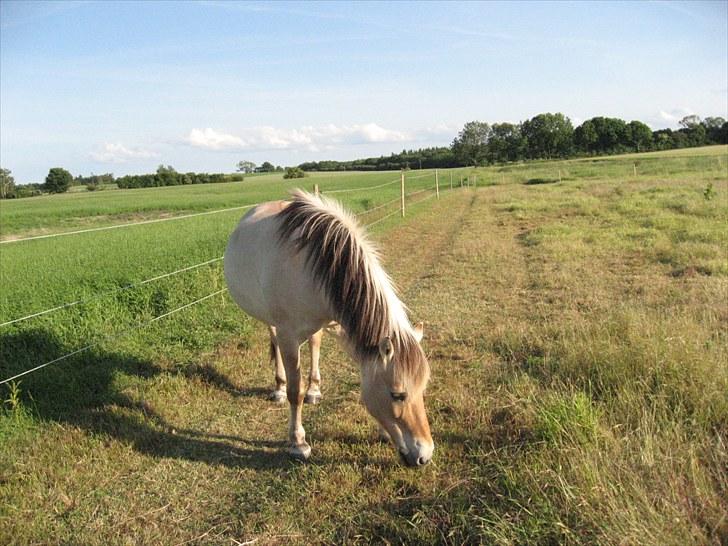 Fjordhest Simba - på sommerfold 2008 billede 5