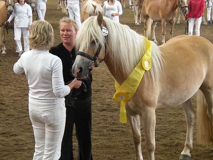 Haflinger Nyegaards Nascha EHA 573. - Vi får Elitebånet :o)  Kåret i 1. kl.b. for 2. gang :o)  Juhu.....! billede 7