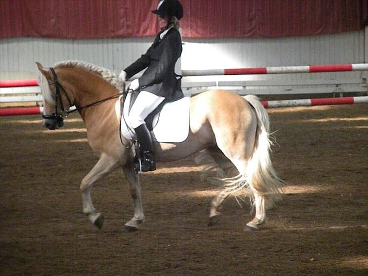 Haflinger Nyegaards Nascha EHA 573. - Brugsprøve LC2 under Elitekåringen....Puh jeg var nervøs...men det gik ok....60% :o) billede 8