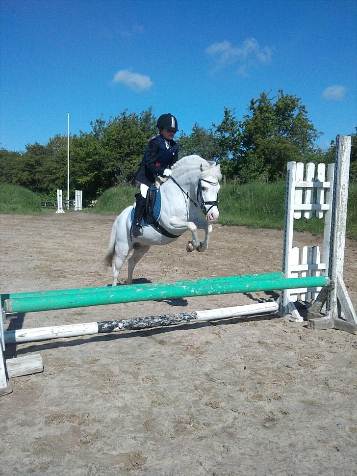 Anden særlig race GINIE!<3  (søsters pony) billede 14