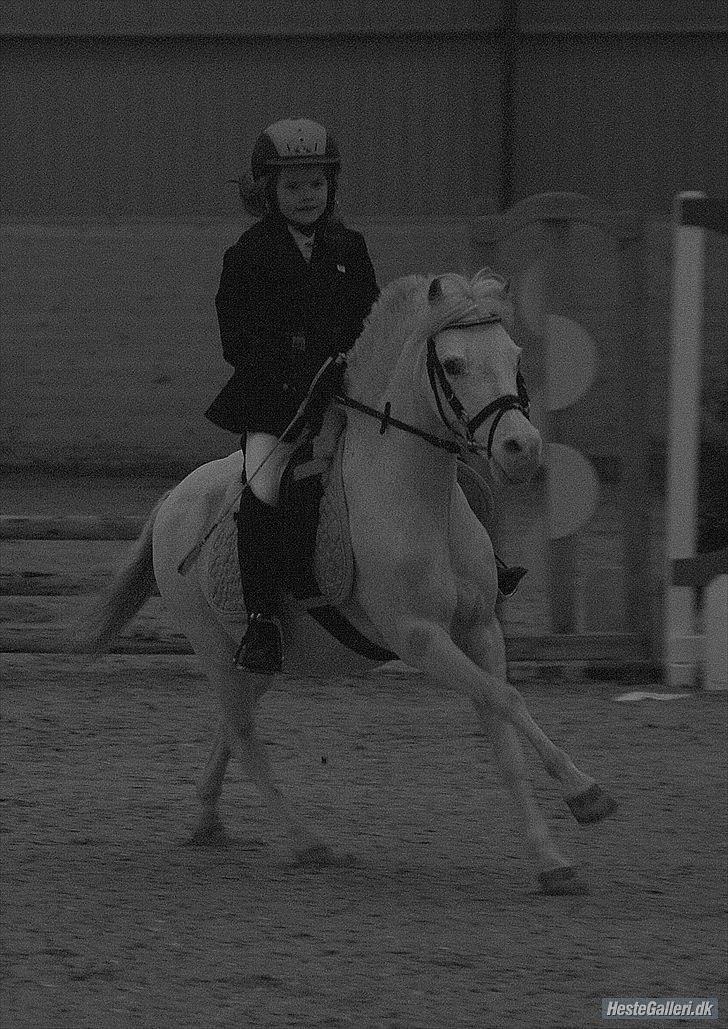 Anden særlig race GINIE!<3  (søsters pony) billede 15