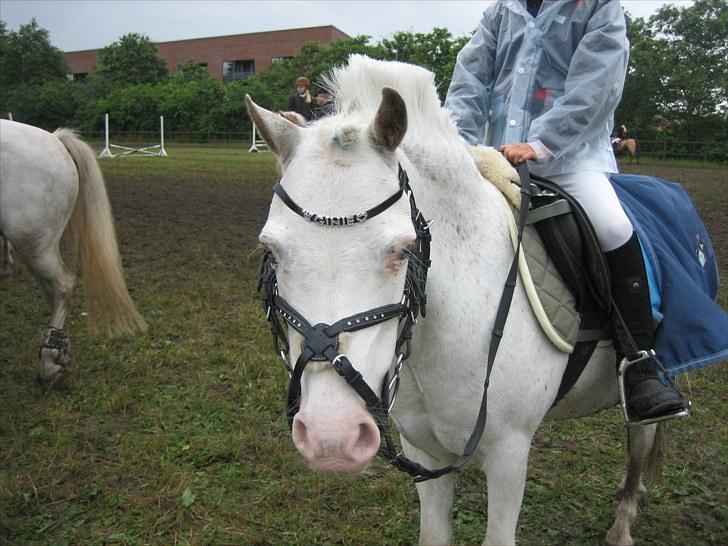Anden særlig race GINIE!<3  (søsters pony) billede 16