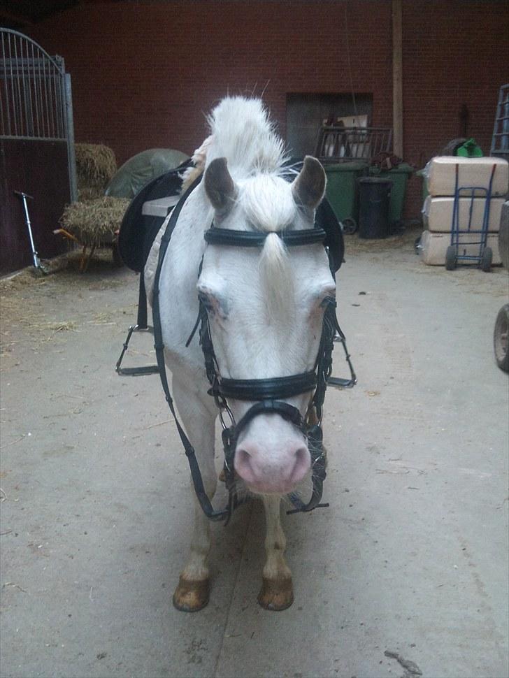 Anden særlig race GINIE!<3  (søsters pony) billede 17