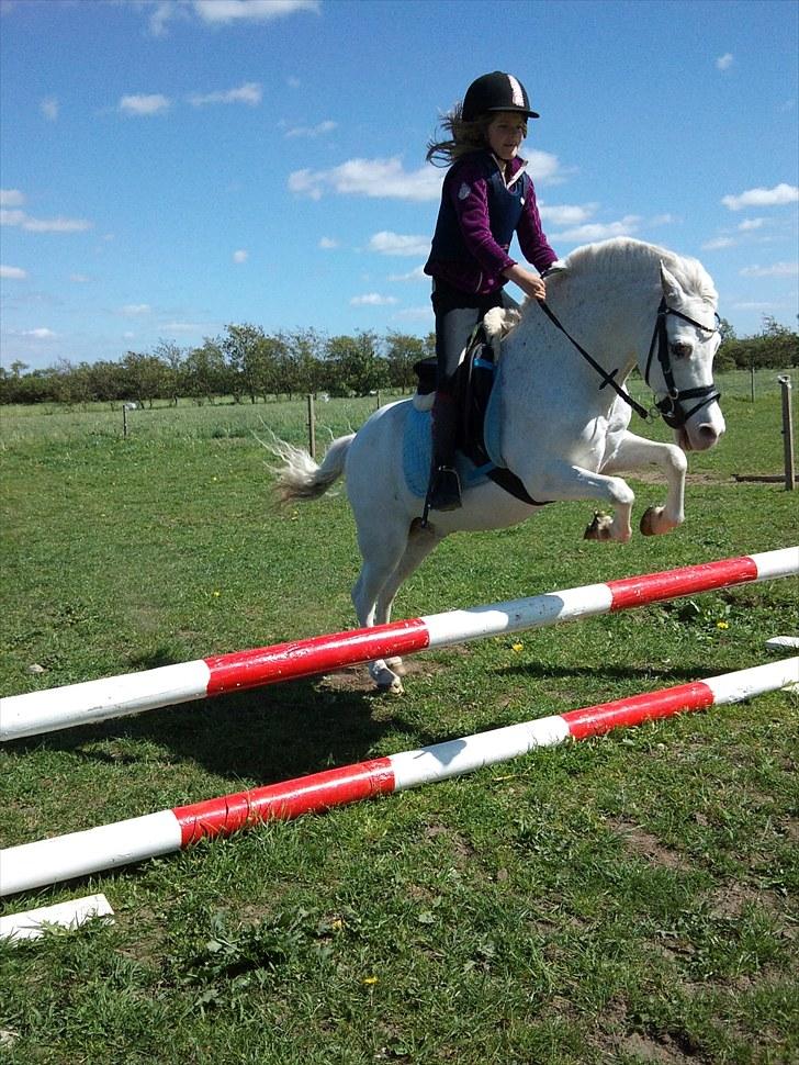 Anden særlig race GINIE!<3  (søsters pony) billede 18
